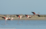 Flamants roses