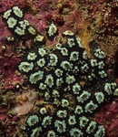 Botryllus schlosseri