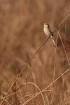 Red-tailed Shrike (juvenile), Bandhavgarh National Park, India