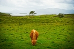 Lismore West Scotland portfolio