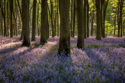 Late evening Bluebell carpet.