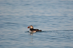 Puffin