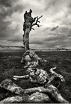 Decay