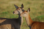 Red Deer