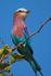 Lilac-breasted Roller perched on a branch