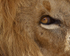 Ultra close-up of Lion