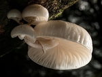 Porcelain Fungus (02)