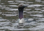 Black-throated Diver