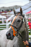 140723-Race 3-Symbology-0325