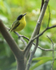 Common Tody-Flycatcher, Gamboa, Panama