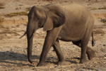 Desert Elephant on the Move