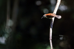 Rufous-backed Wren, Heredia, Costa Rica