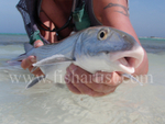 Bonefish Beauty 2010.