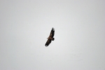 Griffon Vulture