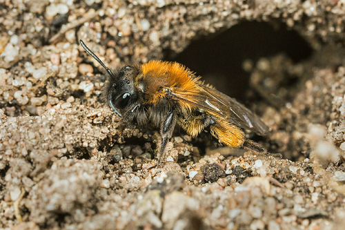 [i]Andrena bicolor[/i] female. Staffordshire garden, March 2015.