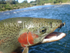 Tongariro & Trout.