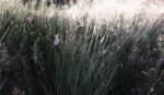 Grass 5