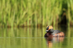 Slavonian Grebe breeding plumage, Iceland
