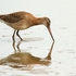 Black-tailed Godwit