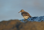 Purple Sandpiper