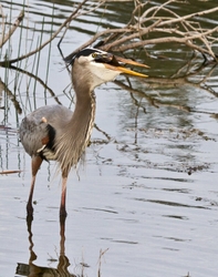 Great Blue Heron _0088
