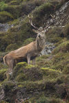 RED DEER, ISLE OF MULL (CARSAIG)