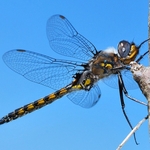 Spiny Baskettail