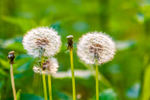 dandelion Taraxacum-8115