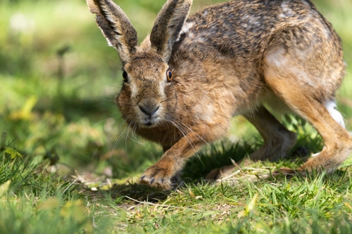 Hares
