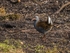 Water Rail