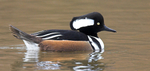 Hooded  Merganser