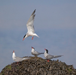 Common Tern - Sterna hirundo