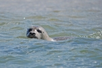 Common Seal