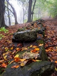 Wilsons Woods