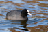 Coot