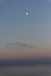 Snettisham RSPB 2017 NIKON D810 78mm f4 1/1250 iso400