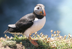 The First  Puffin