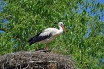 White Stork