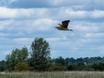 Bittern