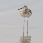 WILLET - HUNTINGTON STATE PARK, SC, SC