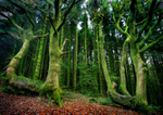 Emerald Forest , Brecon Beacons