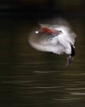 Pochard