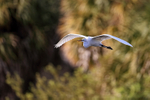 Great Egret flying against trees background - Venice Rookery, Florida