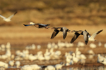 Snow Geese (dark morph) flying, Bosque del Apache, New Mexico
