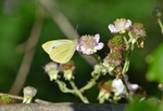 Large White