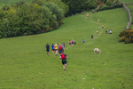Hay-O-517