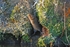 Water Vole
