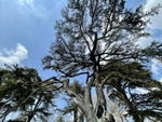 The 'Harry Potter Tree' Blenheim