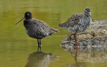 Spotted Redshanks