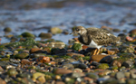 Turnstone, Chanonry Point, Moray Firth, Scotland